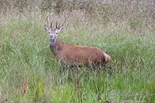 02 September 2024 : RSPB Leighton Moss, Silverdale, Lancashire - Red Deer