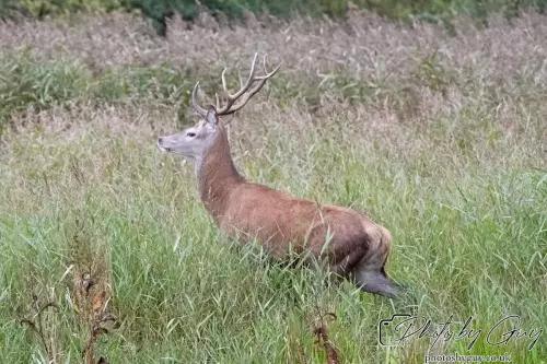 02 September 2024 : RSPB Leighton Moss, Silverdale, Lancashire - Red Deer