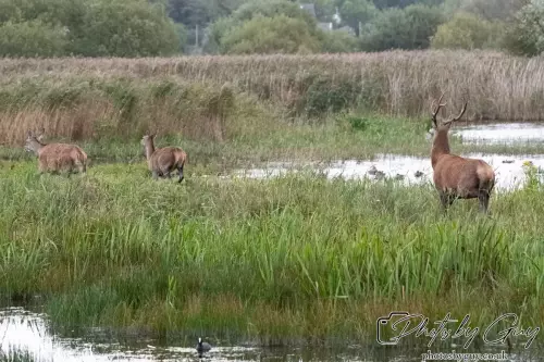 02 September 2024 : RSPB Leighton Moss, Silverdale, Lancashire - Red Deer