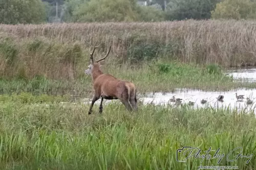 02 September 2024 : RSPB Leighton Moss, Silverdale, Lancashire - Red Deer
