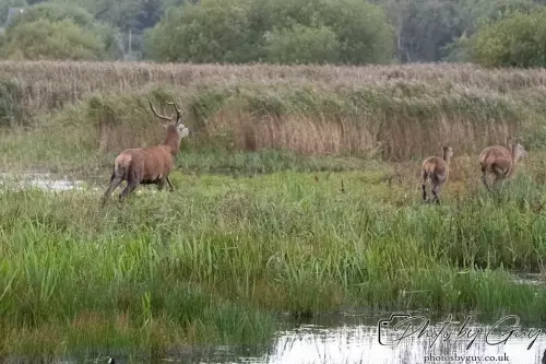 02 September 2024 : RSPB Leighton Moss, Silverdale, Lancashire - Red Deer