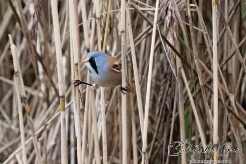 02 September 2024 : RSPB Leighton Moss, Silverdale, Lancashire - Bearded Reedlings / Bearded Tits