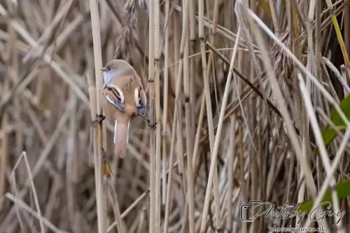 02 September 2024 : RSPB Leighton Moss, Silverdale, Lancashire - Bearded Reedlings / Bearded Tits