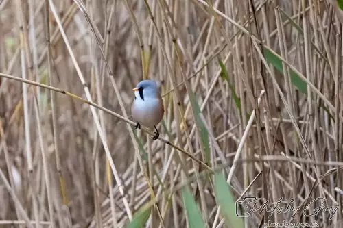 02 September 2024 : RSPB Leighton Moss, Silverdale, Lancashire - Bearded Reedlings / Bearded Tits
