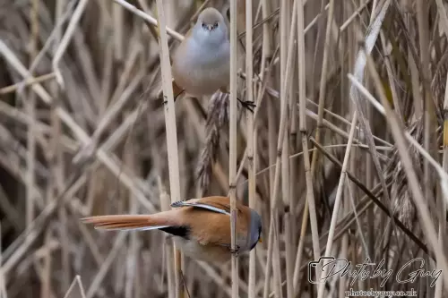 02 September 2024 : RSPB Leighton Moss, Silverdale, Lancashire - Bearded Reedlings / Bearded Tits