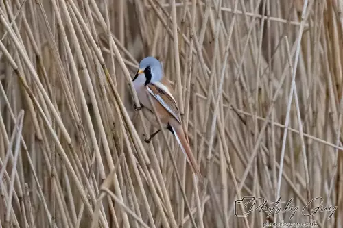 02 September 2024 : RSPB Leighton Moss, Silverdale, Lancashire - Bearded Reedlings / Bearded Tits