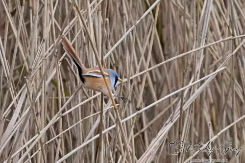 02 September 2024 : RSPB Leighton Moss, Silverdale, Lancashire - Bearded Reedlings / Bearded Tits