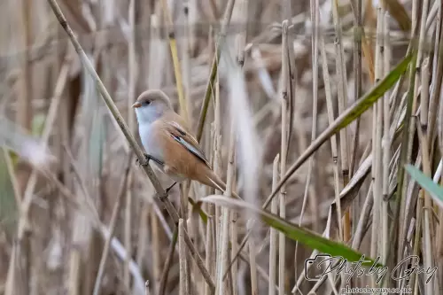 02 September 2024 : RSPB Leighton Moss, Silverdale, Lancashire - Bearded Reedlings / Bearded Tits