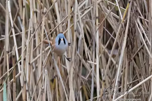 02 September 2024 : RSPB Leighton Moss, Silverdale, Lancashire - Bearded Reedlings / Bearded Tits