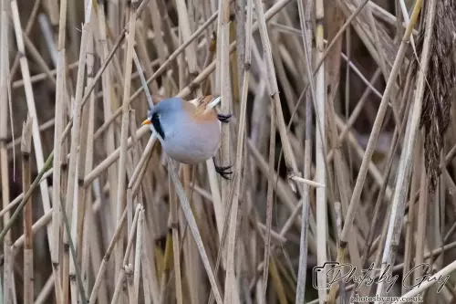02 September 2024 : RSPB Leighton Moss, Silverdale, Lancashire - Bearded Reedlings / Bearded Tits
