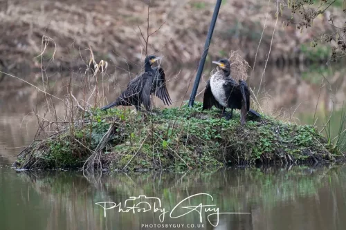 6 March 2026 : West Cumbria - Cormorant
