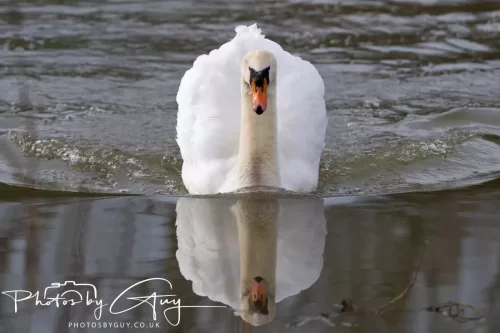 6 March 2026 : West Cumbria - Mute Swan