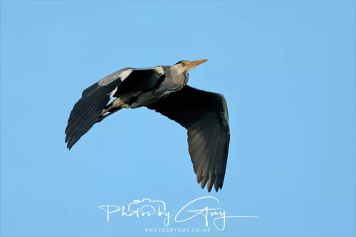 6 March 2026 : West Cumbria - Heron in flight