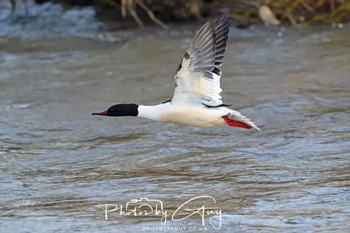 6 March 2026 : West Cumbria - Gooseander in flight