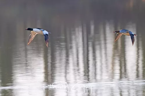 6 March 2026 : West Cumbria - Gooseander