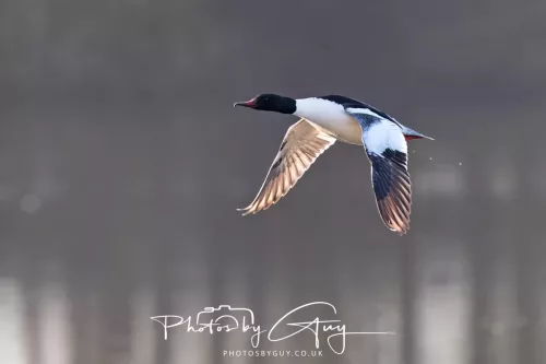 6 March 2026 : West Cumbria - Gooseander