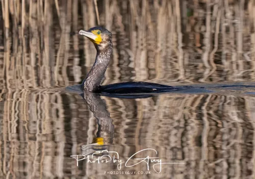 6 March 2026 : West Cumbria - Cormorant