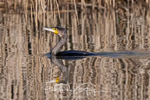 6 March 2026 : West Cumbria - Cormorant