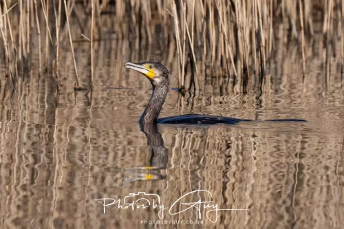 6 March 2026 : West Cumbria - Cormorant