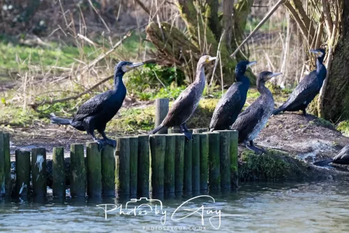 6 March 2026 : West Cumbria - Cormorant