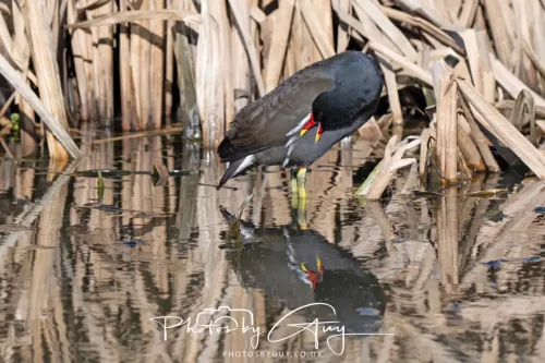 6 March 2026 : West Cumbria - Moorhen
