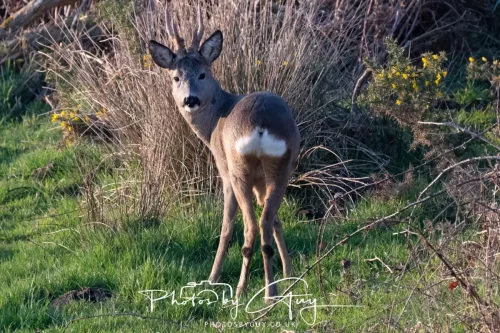 08 March 2026 - West Cumbria - Roe Deer
