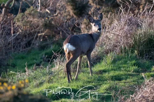 08 March 2026 - West Cumbria - Roe Deer