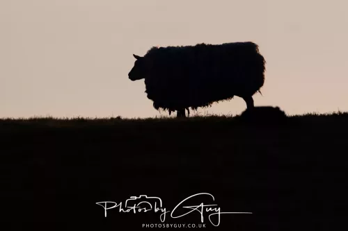 08 March 2026 - West Cumbria - Sheep