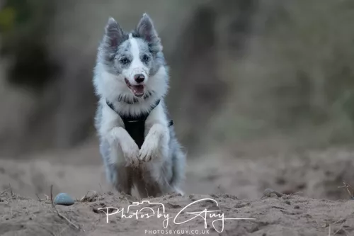 08 March 2026 - Skye the Blue Merle Borer Collie running in the dunes 