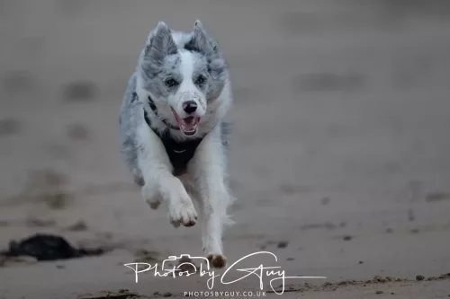 08 March 2026 - Skye the Blue Merle Borer Collie running in the dunes 