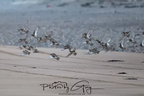 08 March 2026 - Grey Plovers in flight on the Beach West Cumbria