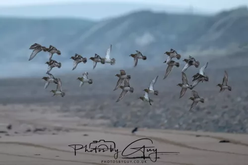08 March 2026 - Grey Plovers in flight on the Beach West Cumbria
