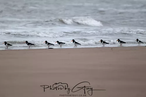 08 March 2026 - Oyster catchers in West Cumbria