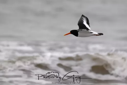 08 March 2026 - Oyster catchers in West Cumbria