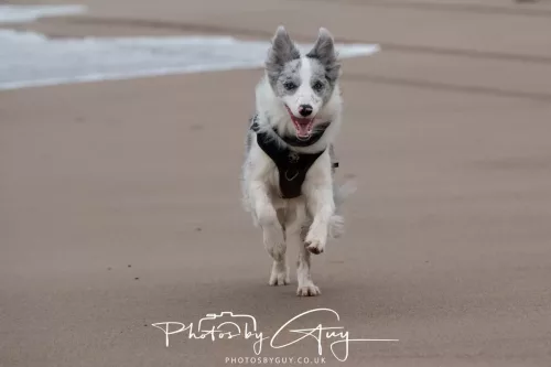 08 March 2026 - Skye the Blue Merle Borer Collie running in the dunes 