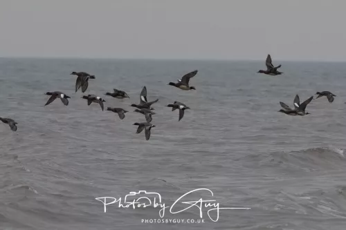 08 March 2026 - Teal in flight over the sea in West Cumbria