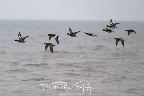 08 March 2026 - Teal in flight over the sea in West Cumbria