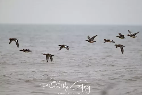 08 March 2026 - Teal in flight over the sea in West Cumbria