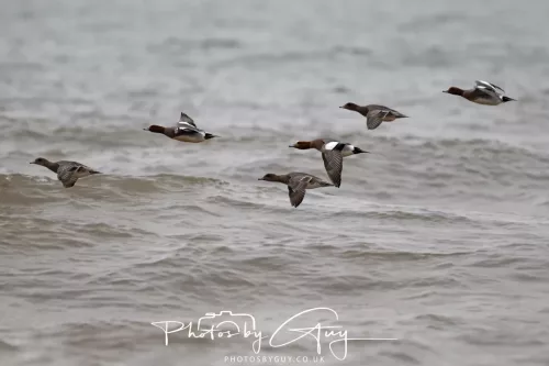 08 March 2026 - Teal in flight over the sea in West Cumbria