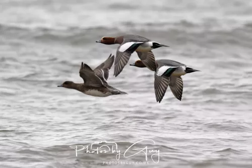 08 March 2026 - Teal in flight over the sea in West Cumbria