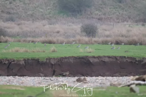 08 March 2026 - Flock of Curlews in Cumbria 