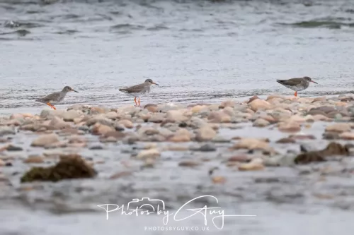 08 March 2026 - Flock of Curlews in Cumbria 