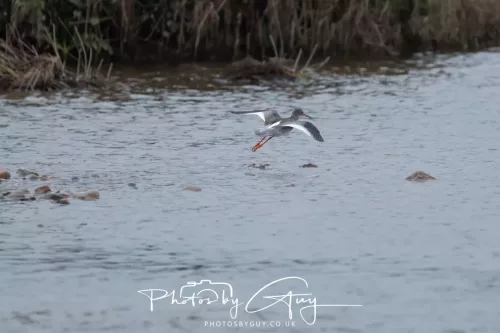 08 March 2026 - Wading birds in West Cumbria - Redshank