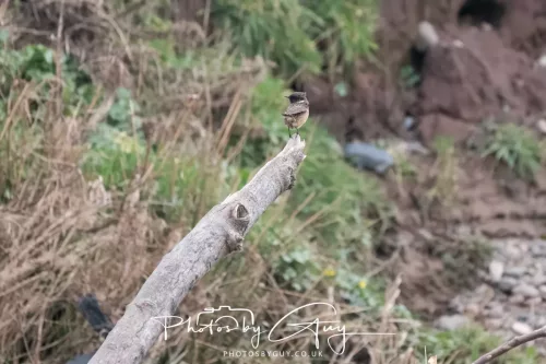 08 March 2026 - Stonechat in West Cumbria