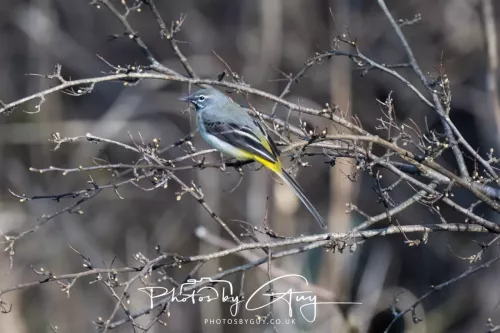 14 March 2026 - Clifton, Near Workington, West Cumbria - Grey Wagtail