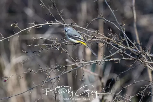 14 March 2026 - Clifton, Near Workington, West Cumbria - Grey Wagtail