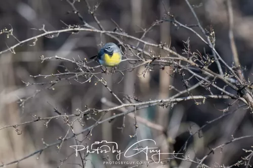 14 March 2026 - Clifton, Near Workington, West Cumbria - Grey Wagtail