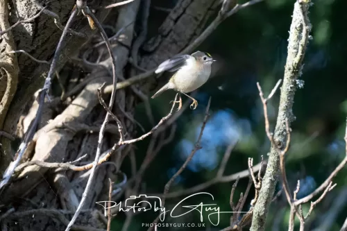 14 March 2026 - Clifton, Near Workington, West Cumbria - Grey Goldcrest