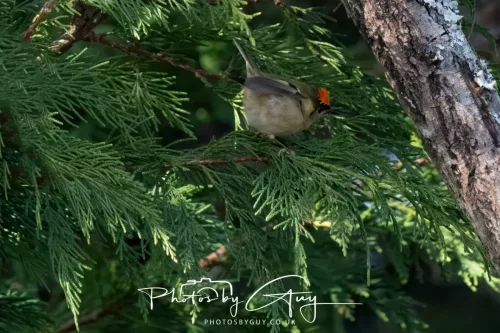 14 March 2026 - Clifton, Near Workington, West Cumbria - Grey Goldcrest