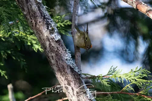 14 March 2026 - Clifton, Near Workington, West Cumbria - Grey Goldcrest
